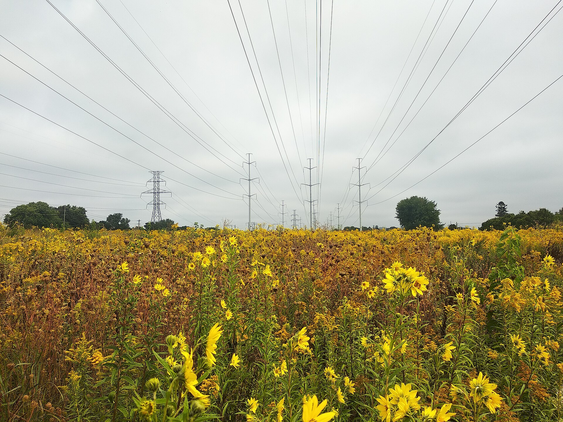 Toronto and Region Conservation Authority reviews Meadoway progress and future plans